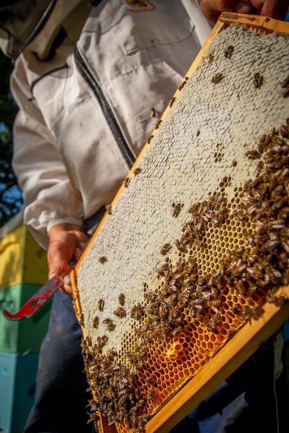 Un apiculteur dans un rucher tenant un cadre avec du miel et des abeilles