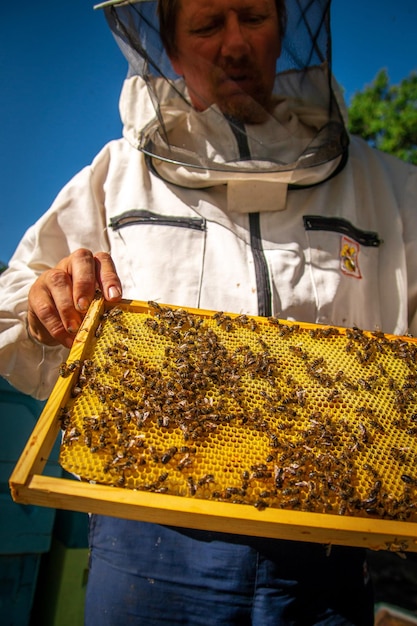 Un apiculteur dans un rucher tenant un cadre avec du miel et des abeilles