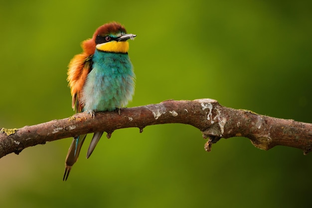 L'apiculteur européen Merops Apiaster sur une branche oiseau migrateur exotique coloré