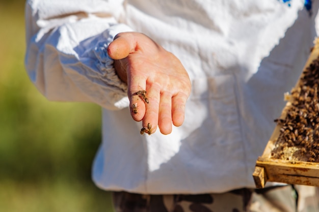 L'apiculteur examine les abeilles dans les nids d'abeilles.