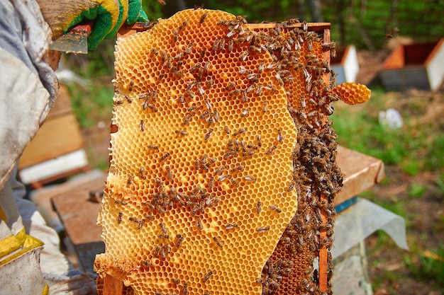 apiculteur en gants et costume d'apiculteur vérifie les ruches avec les abeilles, se prépare à la collecte du miel, s'occupe des cadres avec des nids d'abeilles