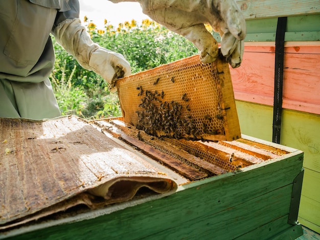 Apiculteur inspectant le cadre en nid d'abeille au rucher à la journée d'homme travaillant dans l'apiculture apicole être