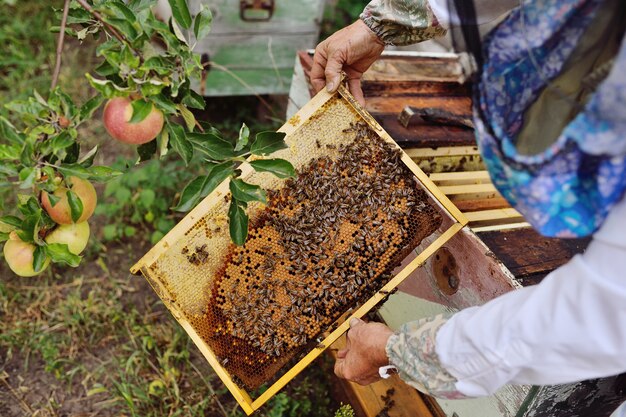 Un apiculteur mâle sort de la ruche ou du rucher le cadre des abeilles