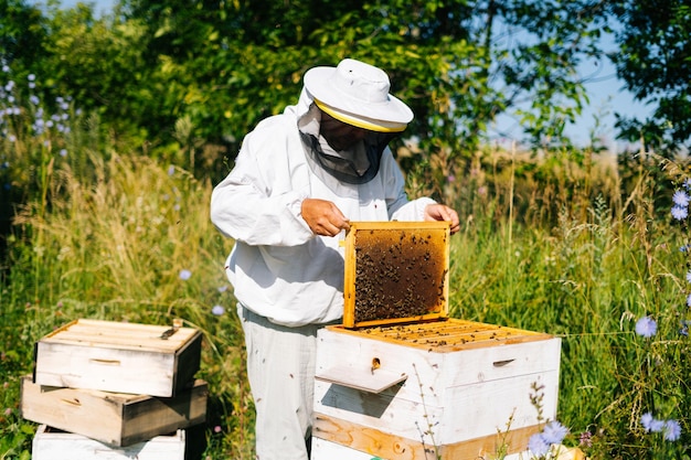 Apiculteur soulevant et examinant le nid d'abeilles plein d'abeilles sur le châssis pour contrôler la situation dans la colonie d'abeilles