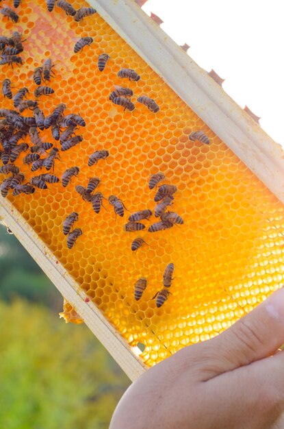 Apiculteur tenant un nid d&#39;abeille plein d&#39;abeilles