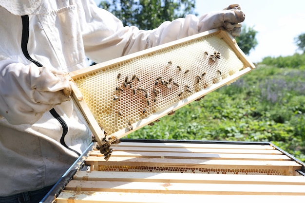 Apiculteur tenant un nid d'abeilles plein d'abeilles concept d'apiculture agricole en gros plan