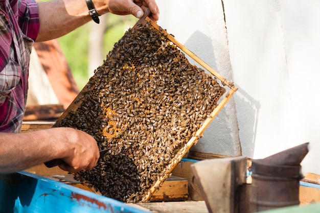 Apiculteur tenant le rayon de miel avec des abeilles