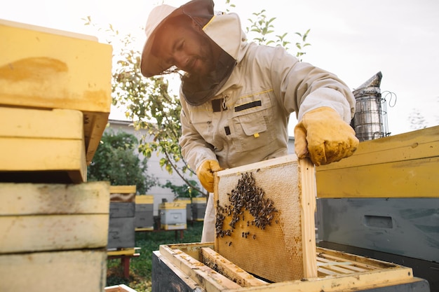 L'apiculteur tient une cellule de miel avec des abeilles dans ses mains Apiculture Rucher Abeilles de travail sur un peigne à miel Nid d'abeille avec du miel et des abeilles en gros plan