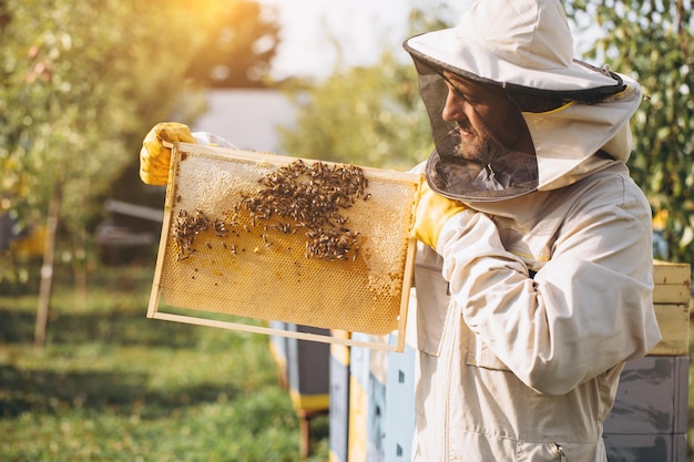 L'apiculteur tient une cellule de miel avec des abeilles dans ses mains Apiculture Rucher Abeilles de travail sur un peigne à miel Nid d'abeille avec du miel et des abeilles en gros plan