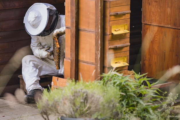 Un apiculteur tirant d'une ruche un cadre avec un nid d'abeilles