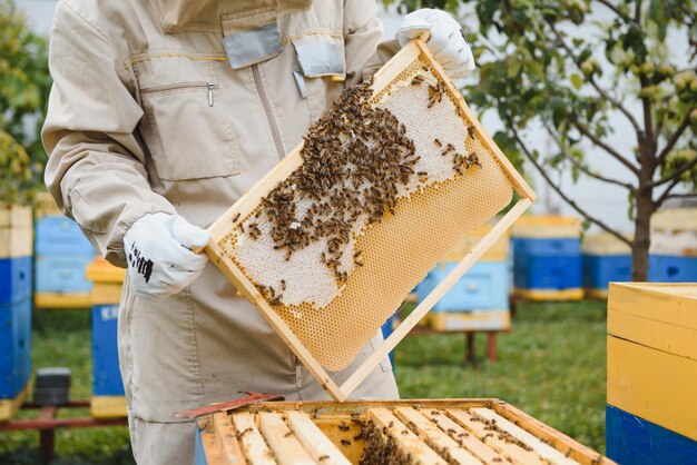 Apiculteur travaillant à collecter du miel Concept d'apiculture