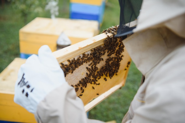Apiculteur travaillant à collecter du miel Concept d'apiculture