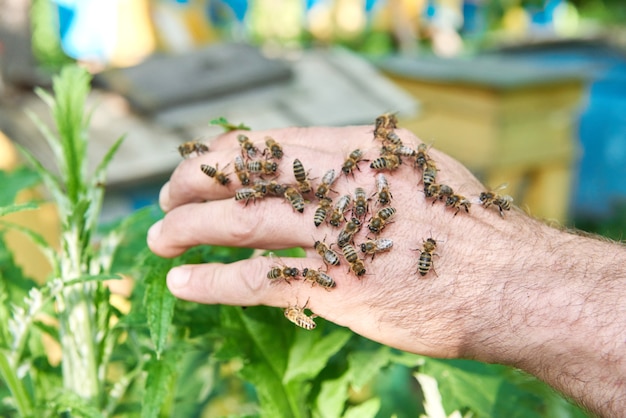 Apiculteur travaillant dans son rucher tenant un cadre en nid d&#39;abeille