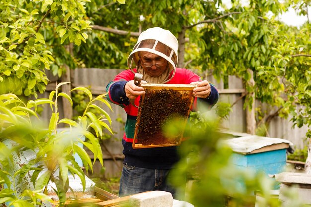 Apiculteur travaillant à récolter le miel. Concept d'apiculture.