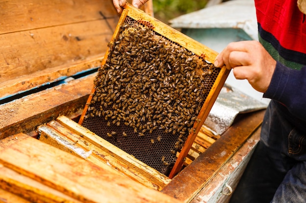 Apiculteur travaillant à récolter le miel. Concept d'apiculture.