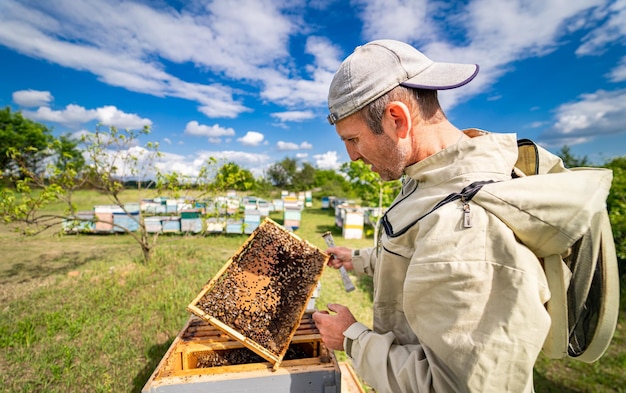 Photo l'apiculteur travaille avec des abeilles et des ruches dans la ruche.