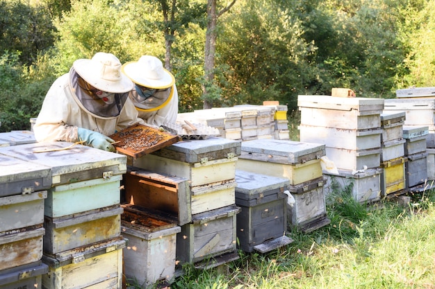 L'apiculteur travaille avec les abeilles et les ruches sur le rucher.