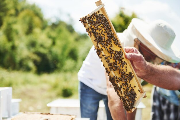 L'apiculteur travaille avec un nid d'abeilles plein d'abeilles à l'extérieur par temps ensoleillé.