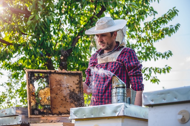 Apiculteur vérifiant les ruches