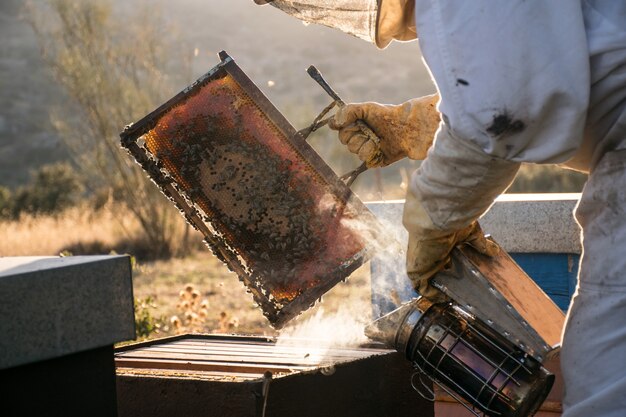 Apicultor extrayendo miel de panales de abejas