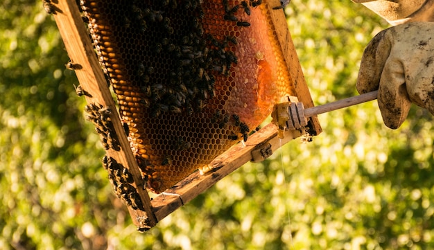 Photo apicultor extrayendo miel de panales de abejas