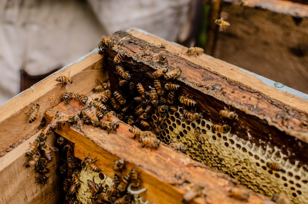 apiculture dans la jungle du Guatemala