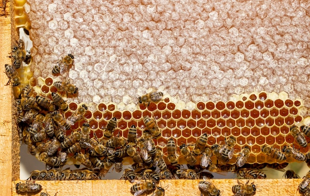 Apiculture, nids d'abeilles fraîchement éclos avec des abeilles de la ruche. Miel et abeilles.