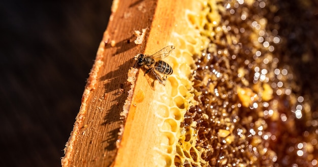 Apiculture