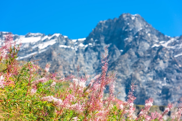 Apls suisse avec des fleurs roses sauvages