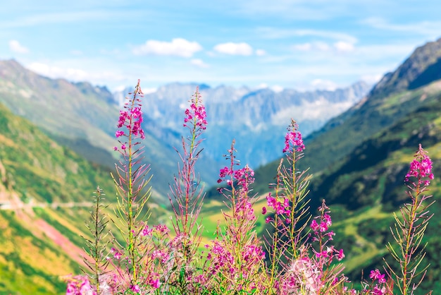 Apls suisse avec des fleurs roses sauvages