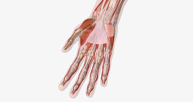 L'aponévrose palmaire ou fascia est une épaisse couche de tissu conjonctif trouvée dans la paume de la main