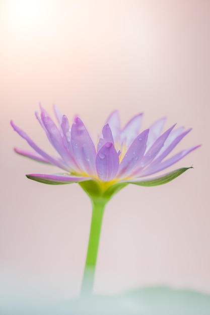 L&#39;apparence d&#39;une fleur de lotus pourpre est une belle