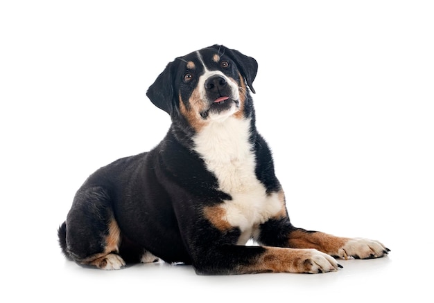 Appenzeller Sennenhund adulte devant fond blanc