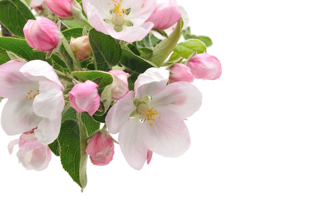 Apple Blossoms.