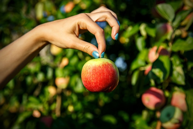 Apple dans les mains de la femme