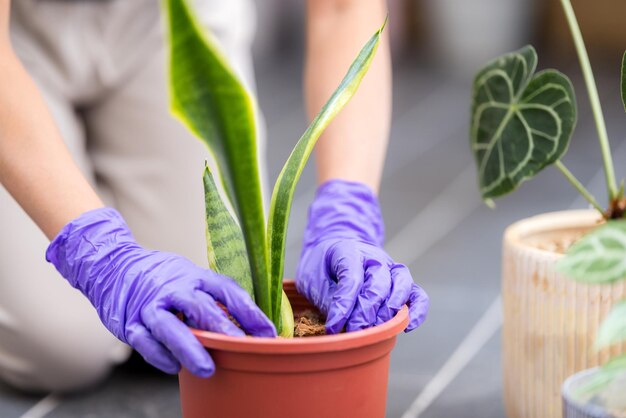 L'application d'un engrais sur la plante en pot de Dracaena trifasciata