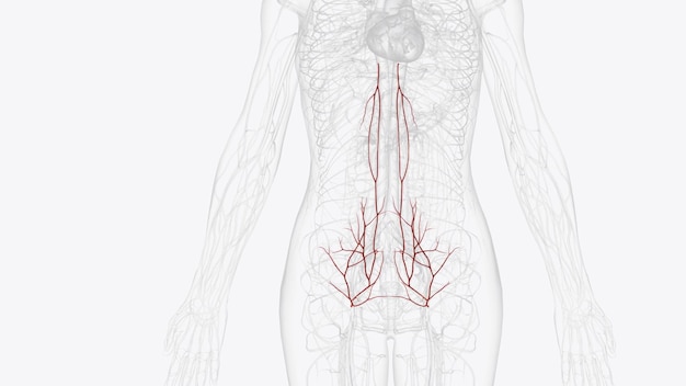 Photo l'approvisionnement artériel à l'abdomen est par les branches de l'aorte abdominale