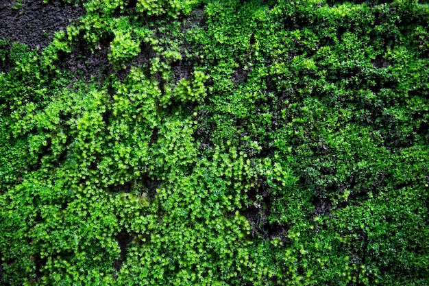 Après avoir plu belle nature de mousse verte sur un mur en béton Petite plante feuille verte fraîche pour rafraîchir l'arrière-plan du site Web ou ajouter du texte