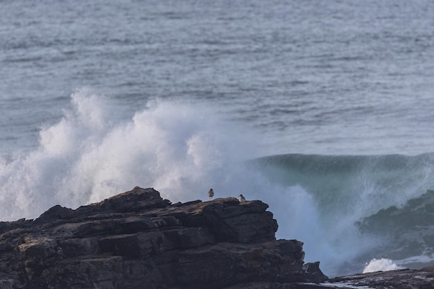 Un après-midi sur la côte cantabrique avec paysages, faune et vagues !