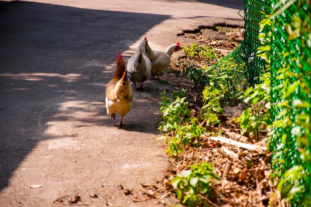 Après-midi soleil campagne allée un groupe de poulets en quête de nourriture