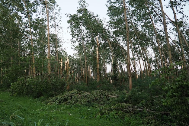 Après l'ouragan 19 juillet 2023 parc Sremska Mitrovica Serbie Des arbres cassés en désordre dans les rues Des branches cassées, des troncs courbés, des copeaux et des déchets État d'urgence après une tempête catastrophique