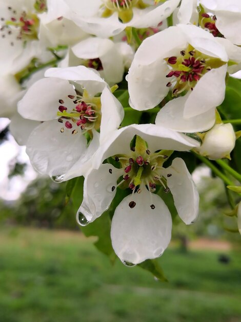 Après la pluie, une branche de pommier fleurit de fleurs blanches dans le jardin