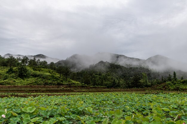 Après la pluie, l'étang de lotus à la campagne