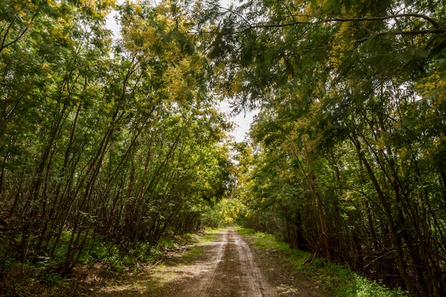 Après la pluie, vue d&#39;un champ de forêt avec des mimosas, avec un ciel nuageux.