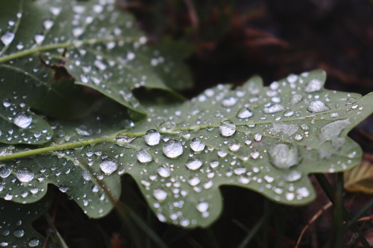 Photo après la pluie