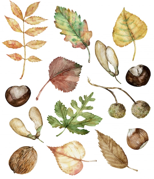 Photo aquarelle automne ensemble de plantes d'automne