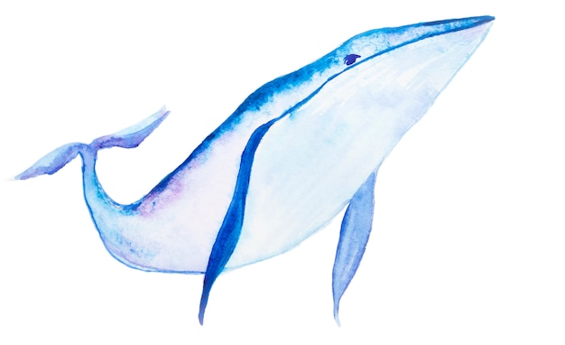 Aquarelle Baleine Bleue