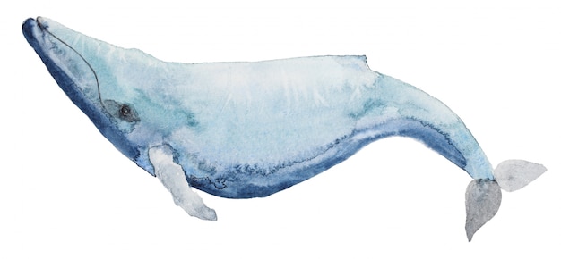 Photo aquarelle baleine bleue