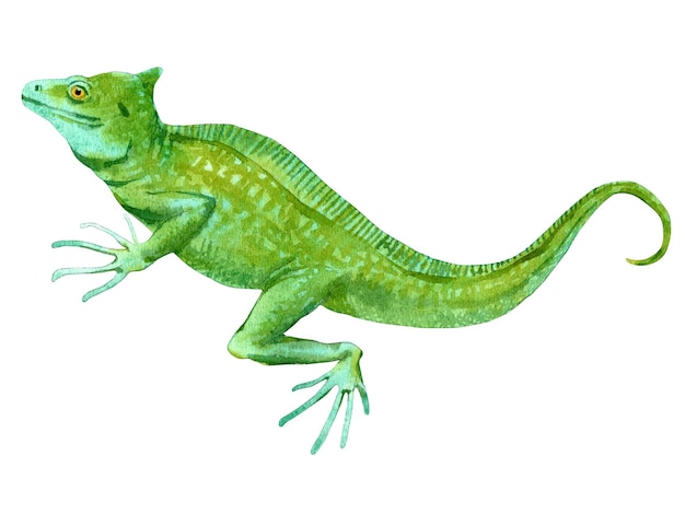 Aquarelle de basilic isolé sur fond blanc Illustration originale de stock de lézard