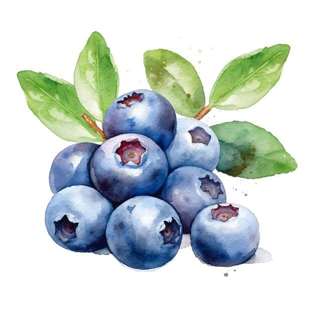 L'aquarelle des bleuets Illustration artistique des fruits d'été